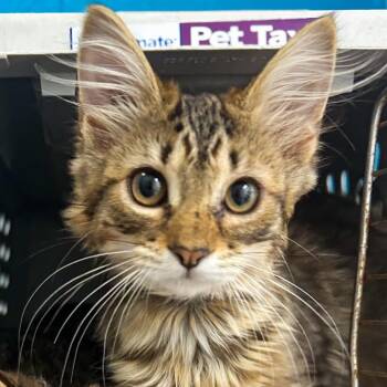 Maple -  Domestic Medium Hair Cat for Adoption in Troy, Virginia - Maple | PetCurious