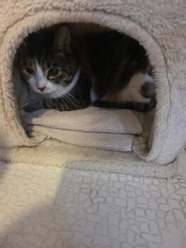 Waffles -  Domestic Short Hair Cat for Adoption in Skippack, Pennsylvania - Waffles | PetCurious