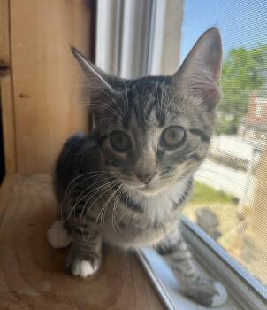 Domestic Short Hair Cats Available for Adoption in Havertown, Pennsylvania - Kendall | PetCurious