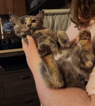 Dilute Calico Cats Available for Adoption - Cinnamon  | PetCurious