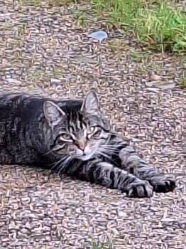 Mr. Hobbs -  Domestic Short Hair Cat for Adoption in Cumberland, Maine - Mr. Hobbs | PetCurious