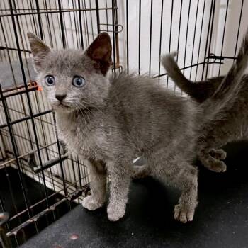 Domestic Short Hair Cats Available for Adoption - Tuna Fish | PetCurious