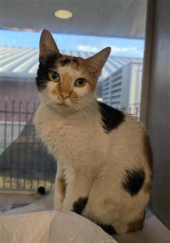 Rescue Domestic Short Hair Cats for Adoption in San Antonio, Texas - MARIPOSA | PetCurious