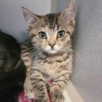 Beezee -  Domestic Short Hair Cat for Adoption in Davenport, Iowa - Beezee | PetCurious
