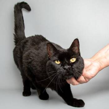 Steven -  Domestic Short Hair Cat for Adoption in Longmont, Colorado - Steven | PetCurious