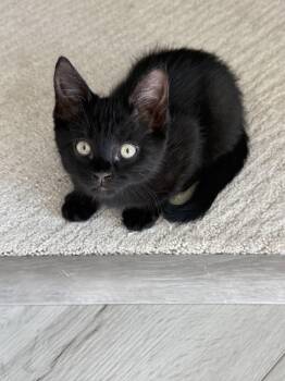 Luna Stone -  Domestic Medium Hair Cat for Adoption in Rosenberg, Texas - Luna Stone | PetCurious