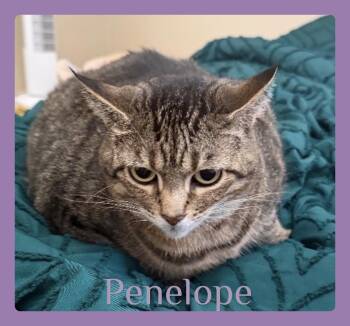 PENELOPE -  Tabby Cat for Adoption in Lawton, Oklahoma - PENELOPE | PetCurious