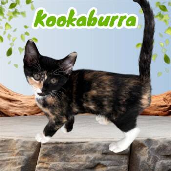 KOOKABURRA -  Domestic Short Hair Cat Available for Adoption in Visalia, California - KOOKABURRA | PetCurious