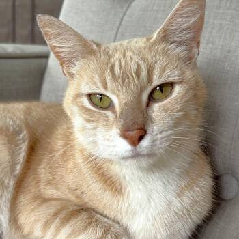 Momma -  Domestic Short Hair Cat Available for Adoption in Michigan City, Indiana - Momma | PetCurious