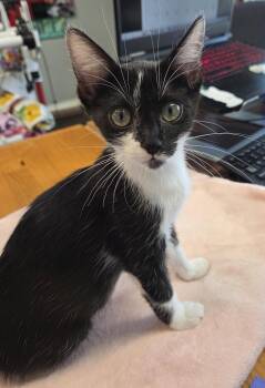 Rescue Domestic Short Hair Cats for Adoption in Schertz, Texas - Phoebe | PetCurious