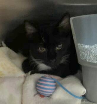 Oreo -  Domestic Short Hair Cat for Adoption in Parma, Ohio - Oreo | PetCurious