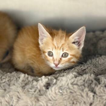 Domestic Short Hair Cats Available for Adoption in Spring Hill, Kansas - Vinny | PetCurious
