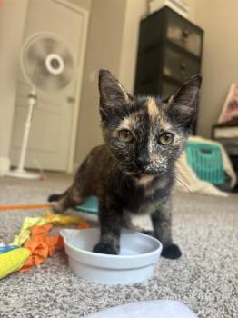 UMA -  Domestic Short Hair Cat for Adoption in Charlotte, North Carolina - UMA | PetCurious