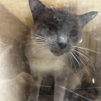 Miles -  Domestic Short Hair Cat for Adoption in Reno, Nevada - Miles | PetCurious