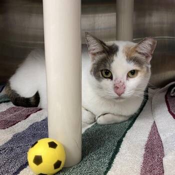 Cotton Candy -  Domestic Short Hair Cat for Adoption in Philadelphia, Pennsylvania - Cotton Candy | PetCurious