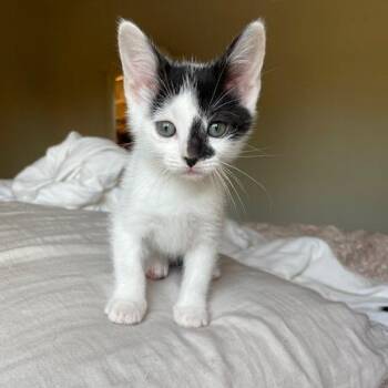 Domestic Short Hair Cats Available for Adoption in Muncie, Indiana - Proof | PetCurious