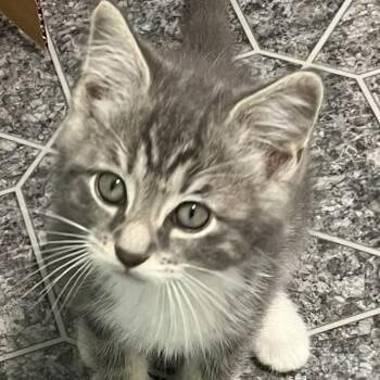 Bluey -  Domestic Medium Hair Cat for Adoption in Johnson City, Tennessee - Bluey | PetCurious
