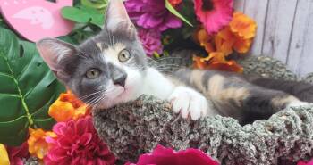 Rescue Domestic Short Hair Cats for Adoption in Ocean Springs, Mississippi - Iris | PetCurious