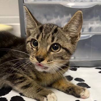 Parsley -  Domestic Short Hair Cat for Adoption in Greenville, South Carolina - Parsley | PetCurious