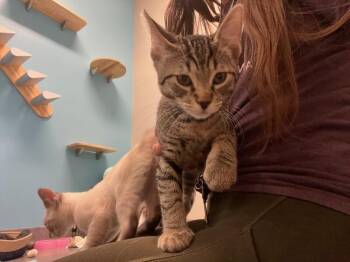 Vincent -  Domestic Short Hair Cat for Adoption in Fort Collins, Colorado - Vincent | PetCurious