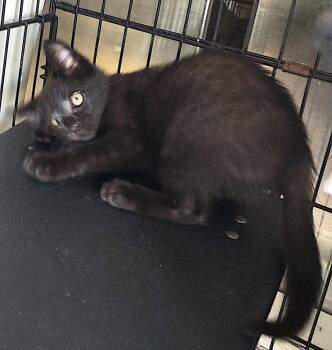 Domestic Short Hair Cats Available for Adoption in Albemarle, North Carolina - Norman | PetCurious