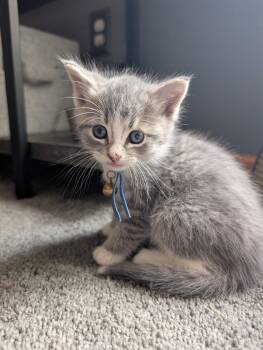 Mochi -  Domestic Medium Hair Cat for Adoption in Brooklyn Center, Minnesota - Mochi | PetCurious