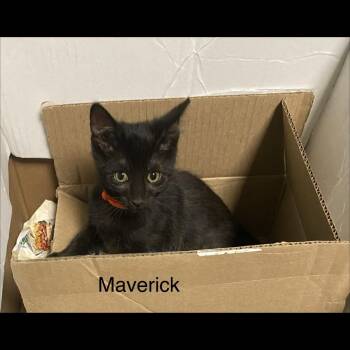 Maverick -  Domestic Short Hair Cat for Adoption in Omaha, Nebraska - Maverick | PetCurious