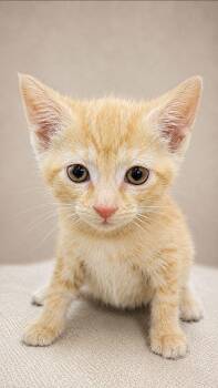 Fuego -  American Shorthair Cat Available for Adoption in Miami, Florida - Fuego | PetCurious