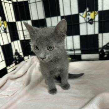 Parris -  Domestic Short Hair Cat for Adoption in Indianapolis, Indiana - Parris | PetCurious