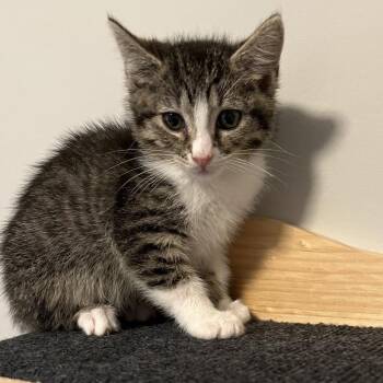 Tulika -  Domestic Short Hair Cat for Adoption in Franklin, Tennessee - Tulika | PetCurious