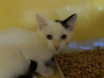 A.J. -  Domestic Medium Hair Cat for Adoption in El Paso, Texas - A.J. | PetCurious