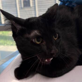 Woof -  Domestic Short Hair Cat for Adoption in San Antonio, Texas - Woof | PetCurious