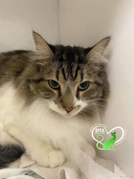 Gizmo -  Domestic Short Hair Cat for Adoption in Delson, Quebec - Gizmo | PetCurious