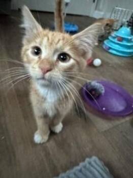Jasper -  Domestic Short Hair Cat for Adoption in Lafayette, Colorado - Jasper | PetCurious