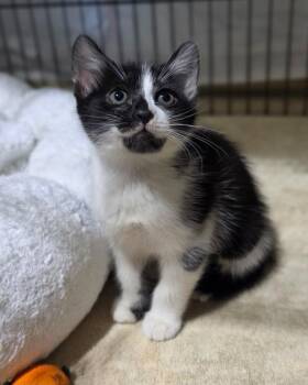 Buttercup -  Domestic Short Hair Cat for Adoption in Novato, California - Buttercup | PetCurious
