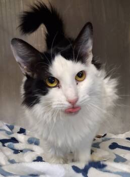 Rescue Domestic Medium Hair Cats for Adoption in Tulare, California - Abigail | PetCurious