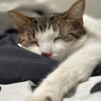 Zeus -  Domestic Short Hair Cat for Adoption in Granville, Ohio - Zeus | PetCurious