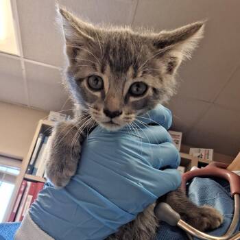 Domestic Short Hair Cats Available for Adoption in Flagstaff, Arizona - Bash - In Foster! | PetCurious