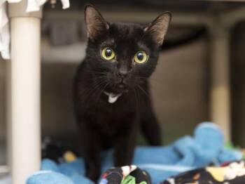 Domestic Short Hair Cats Available for Adoption in Phoenix, Arizona - PIXIE | PetCurious