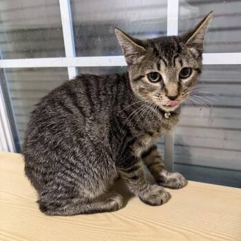 Tide -  Domestic Short Hair Cat for Adoption in NEW PT RICHEY, Florida - Tide | PetCurious