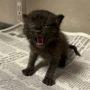 Mollie -  Domestic Short Hair Cat for Adoption in Yuma, Arizona - Mollie | PetCurious