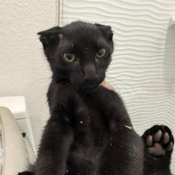 Instinct -  Domestic Short Hair Cat for Adoption in NEW PT RICHEY, Florida - Instinct | PetCurious