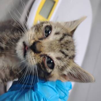 Rescue Domestic Short Hair Cats for Adoption in Summerville, South Carolina - Micheal | PetCurious