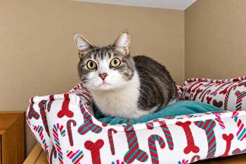 Bandit -  Domestic Short Hair Cat for Adoption in Sioux Falls, South Dakota - Bandit | PetCurious