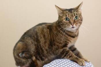 Domestic Short Hair and American Shorthair Cats Available for Adoption - Twilight | PetCurious