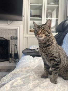 Lilly -  Domestic Medium Hair Cat for Adoption in Libertyville, Illinois - Lilly | PetCurious