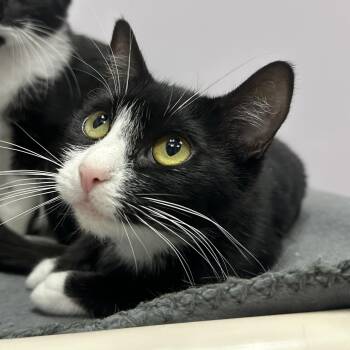 Isla -  Domestic Short Hair Cat for Adoption in Cooperstown, New York - Isla | PetCurious
