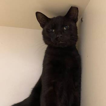 Raven -  Domestic Short Hair Cat for Adoption in Dayton, Ohio - Raven | PetCurious