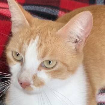 Sahara -  Domestic Short Hair Cat for Adoption in Liverpool, Texas - Sahara | PetCurious