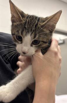 FIDGE -  Domestic Short Hair Cat for Adoption in Indianapolis, Indiana - FIDGE | PetCurious